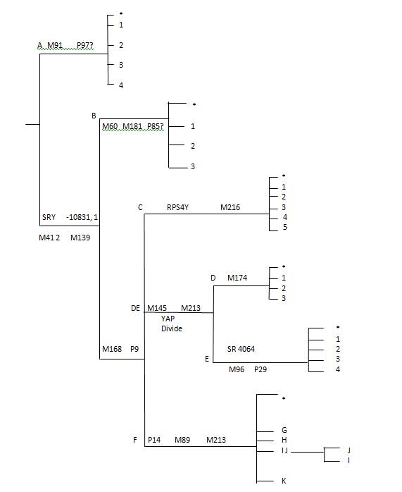 L'Arbre Généalogique Y-ADN Usuel